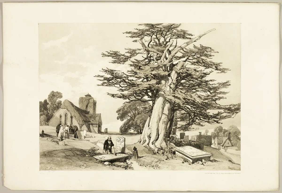 Yew, from The Park and the Forest by James Duffield Harding, print, 1841
