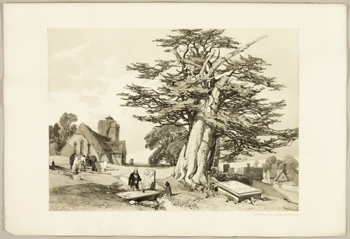 Yew, from The Park and the Forest by James Duffield Harding, print, 1841