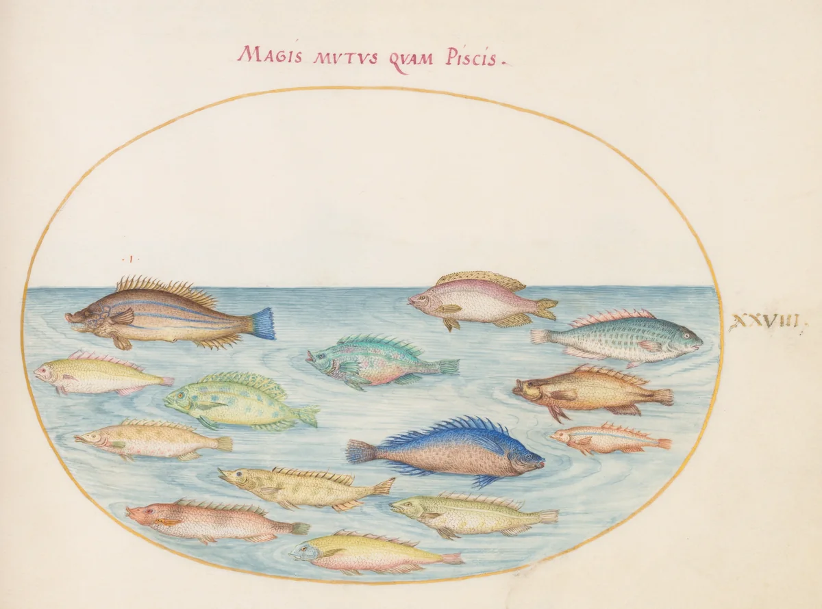 Plate 28: Sea Bream(?) and Other Fish by Joris Hoefnagel, drawing, 1570-1599