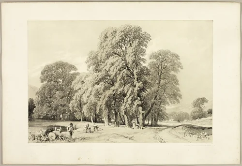 Plane Trees, from The Park and the Forest by James Duffield Harding, print, 1841