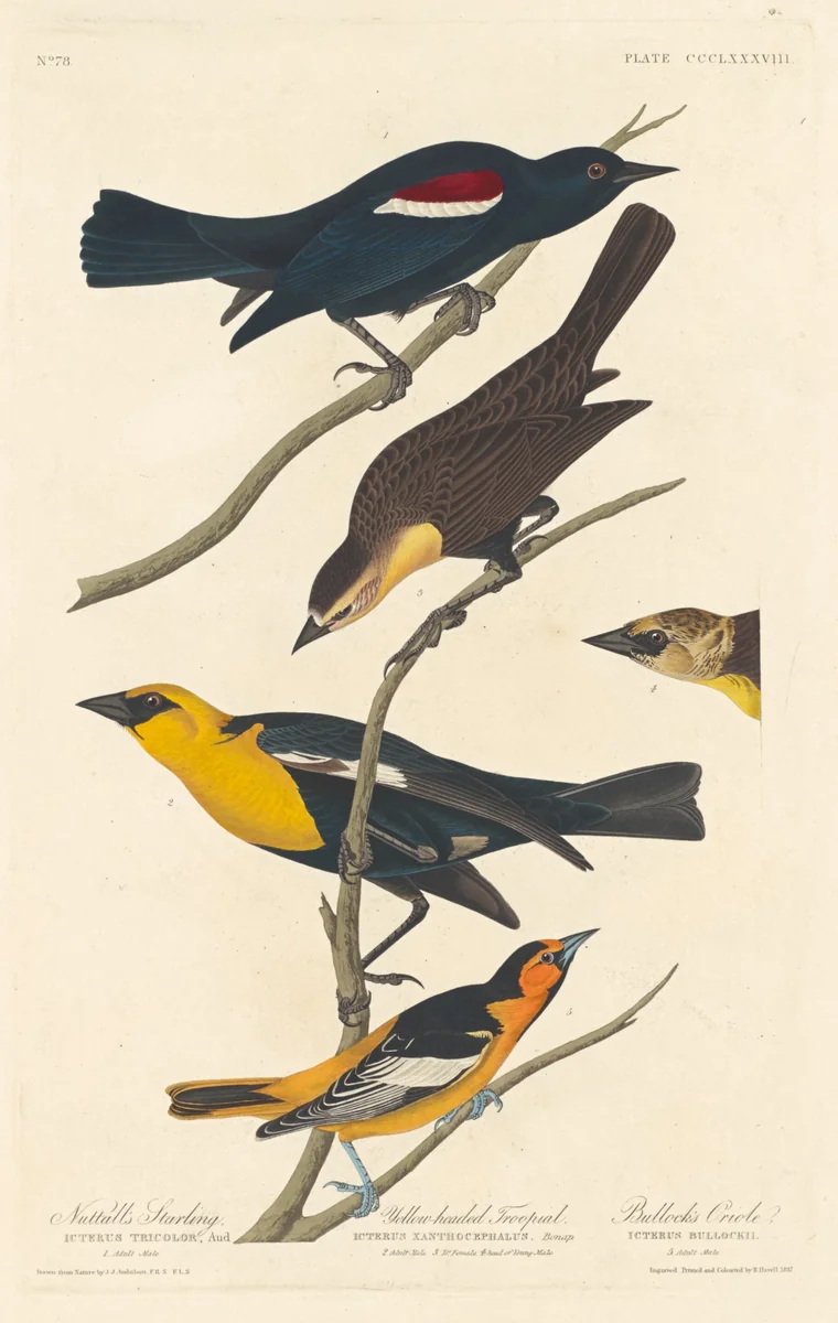 Nuttall's Starling, Yellow-headed Troopial and Bullock's Oriole by Robert Havell, Jr.; John James Audubon, print, 1837