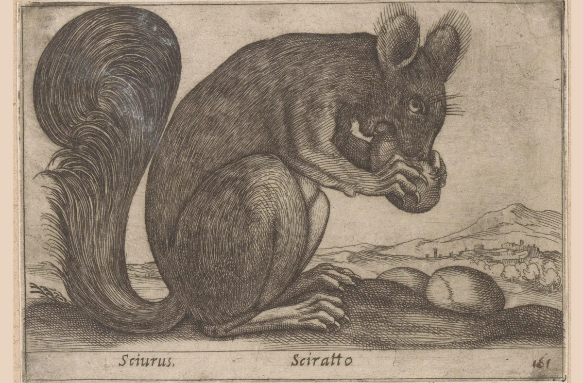 Eekhoorn by Antonio Tempesta, print, 1565-1630
