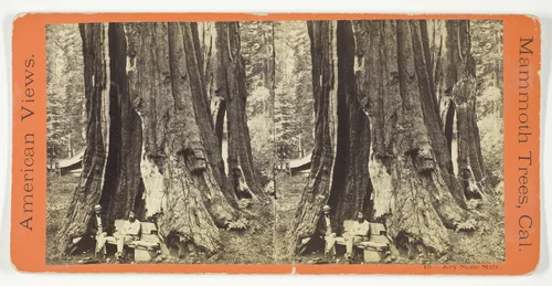 Key Stone State, No. 18 from the series "American Views, Mammoth Trees, California" by Anthony & Company, photograph, 1870-1871