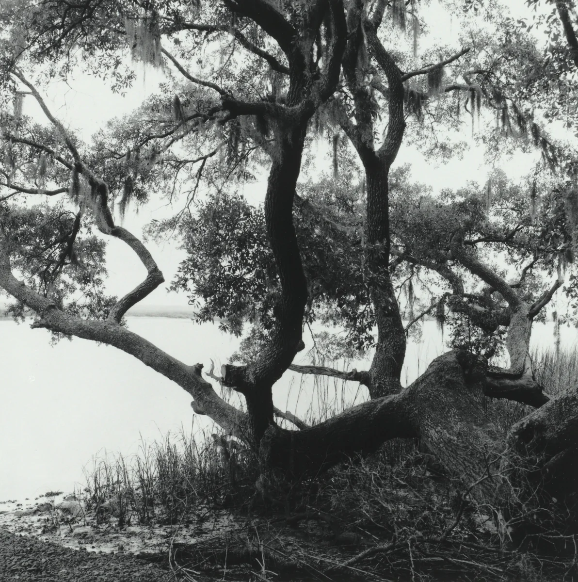 Boyd's Landing, South Carolina by William Earle Williams, photograph, 1999