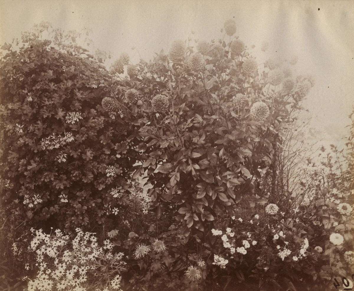 Dahlias by Eugène Atget, photograph, 1900