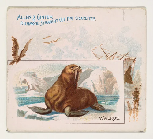 Walrus, from Quadrupeds series (N41) for Allen & Ginter Cigarettes by Allen & Ginter, print, 1890