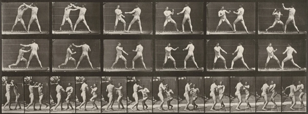 Plate Number 329. Boxing by Eadweard Muybridge, photograph, 1887
