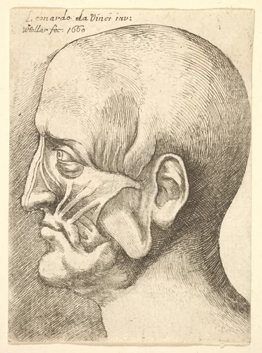 Ecorche head of a man in profile to left by Wenceslaus Hollar, print, 1660