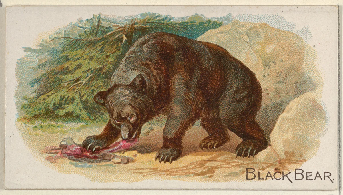 Black Bear, from the Quadrupeds series (N21) for Allen & Ginter Cigarettes by Allen & Ginter, print, 1890