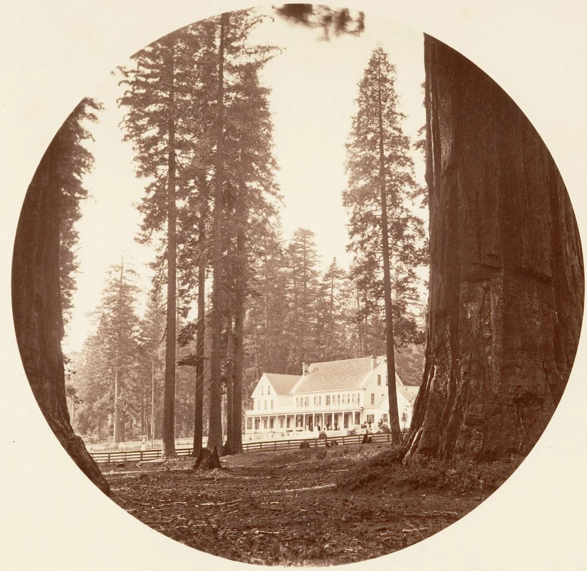 W. C. Bryant - Calaveras Grove by Carleton E. Watkins, photograph, 1876-1880