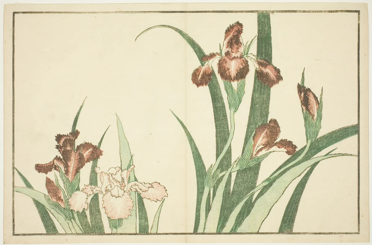 Iris, from The Picture Book of Realistic Paintings of Hokusai (Hokusai shashin gafu) by Katsushika Hokusai (葛飾 北斎), print, 1809-1819