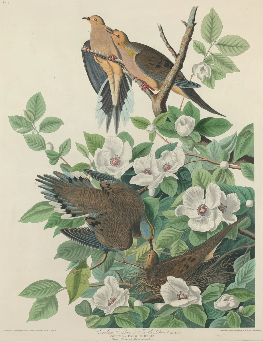 Carolina Pigeon or Turtle Dove by Robert Havell, Jr.; John James Audubon, print, 1827