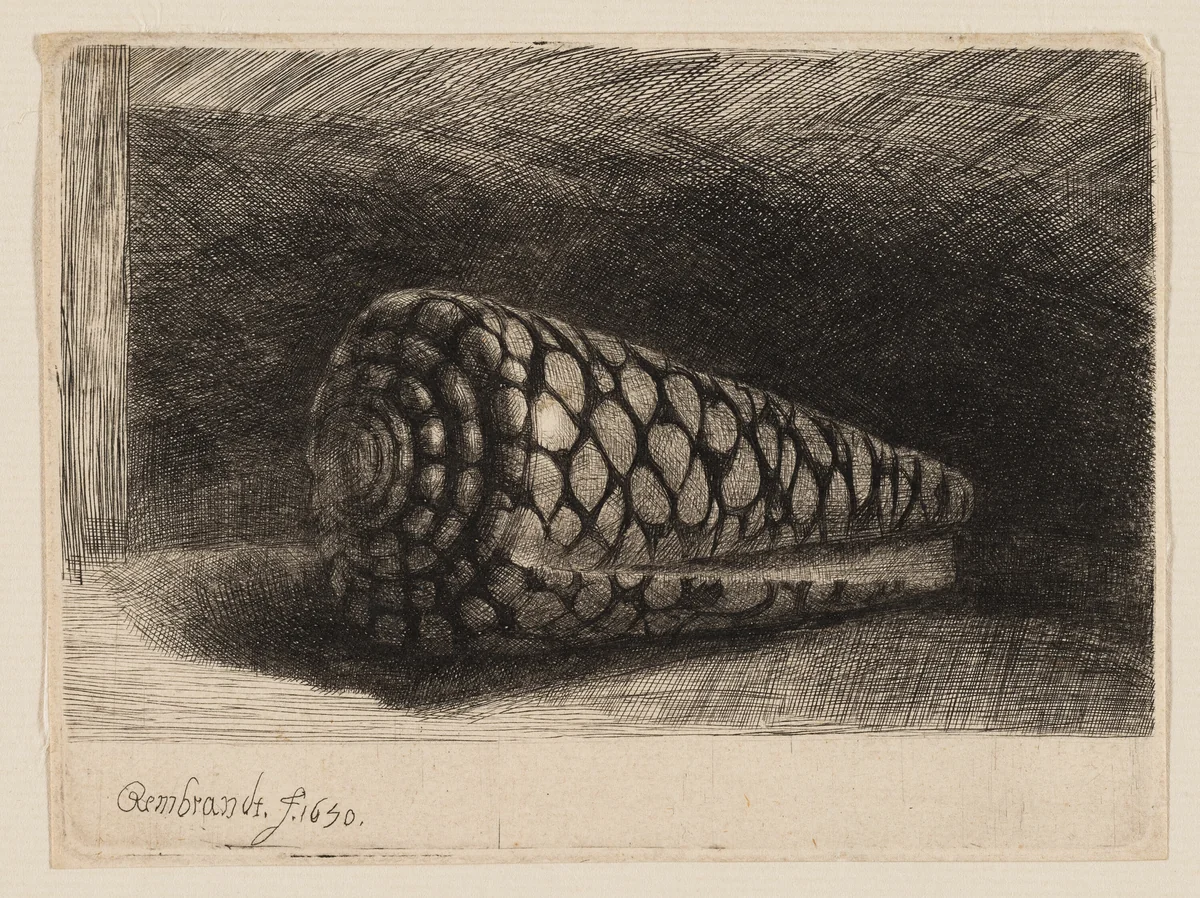 The Shell by Rembrandt van Rijn, print, 1650