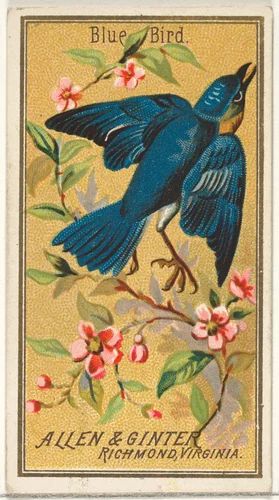 Blue Bird, from the Birds of America series (N4) for Allen & Ginter Cigarettes Brands by Allen & Ginter, print, 1888