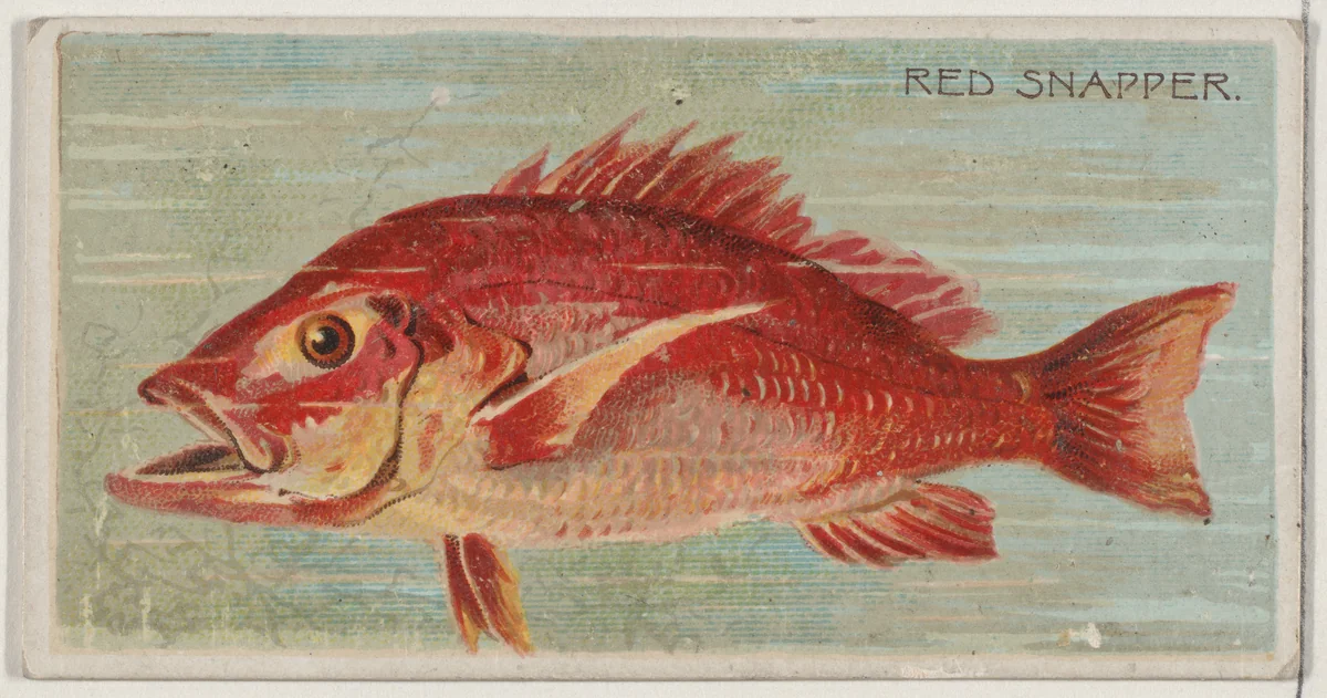 Red Snapper, from the series Fishers and Fish (N74) for Duke brand cigarettes by Knapp & Company, print, 1888