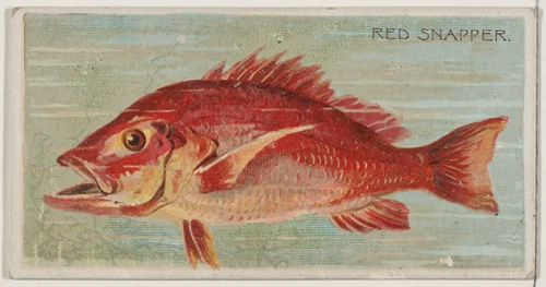 Red Snapper, from the series Fishers and Fish (N74) for Duke brand cigarettes by Knapp & Company, print, 1888