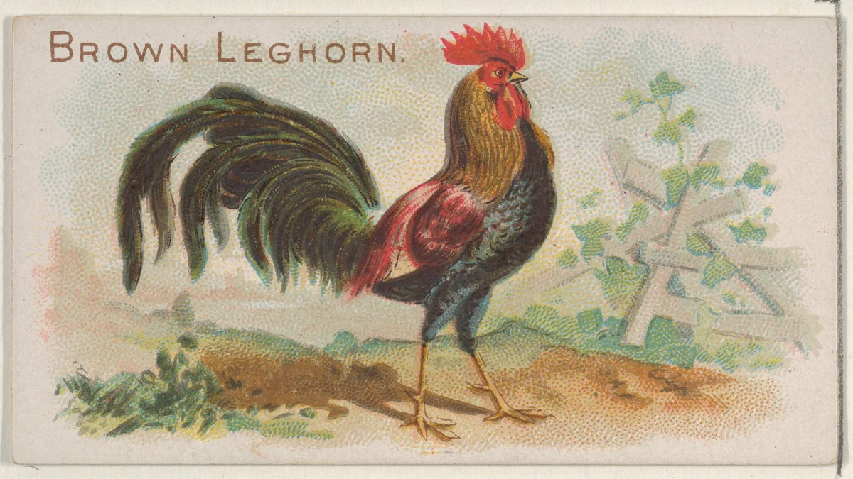 Brown Leghorn, from the Prize and Game Chickens series (N20) for Allen & Ginter Cigarettes by Allen & Ginter, print, 1891