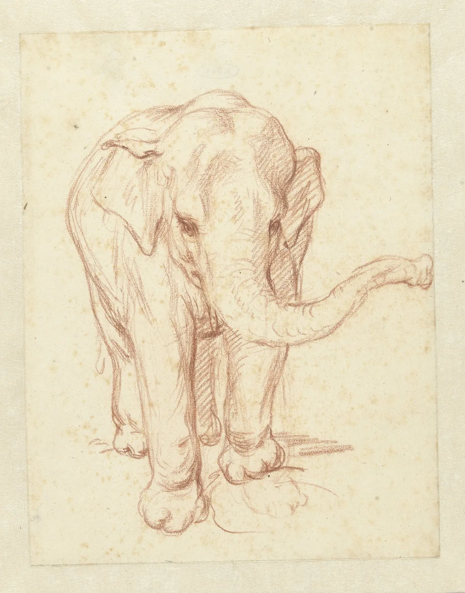 Staande olifant, van voren by Petrus Camper, drawing, 1732-1789