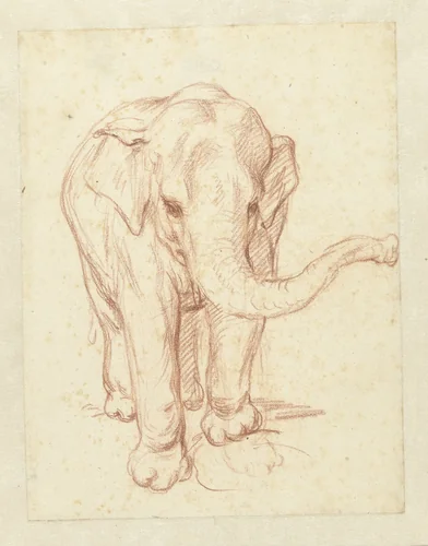 Staande olifant, van voren by Petrus Camper, drawing, 1732-1789