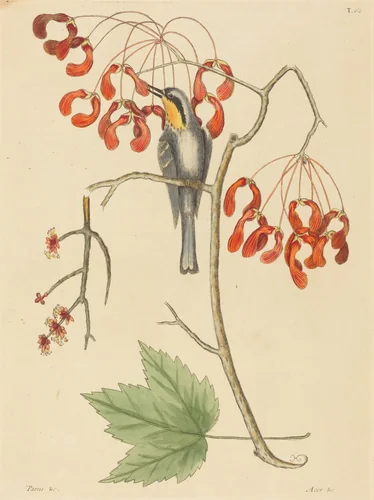 The Yellow Throated Creeper by Mark Catesby, print, 1754