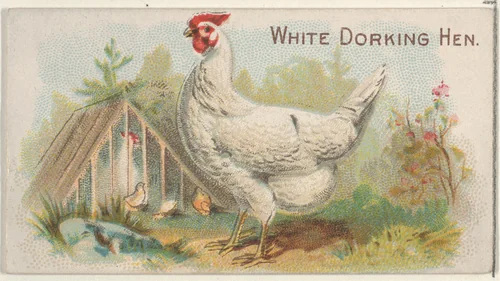 White Dorking Hen, from the Prize and Game Chickens series (N20) for Allen & Ginter Cigarettes by Allen & Ginter, print, 1891