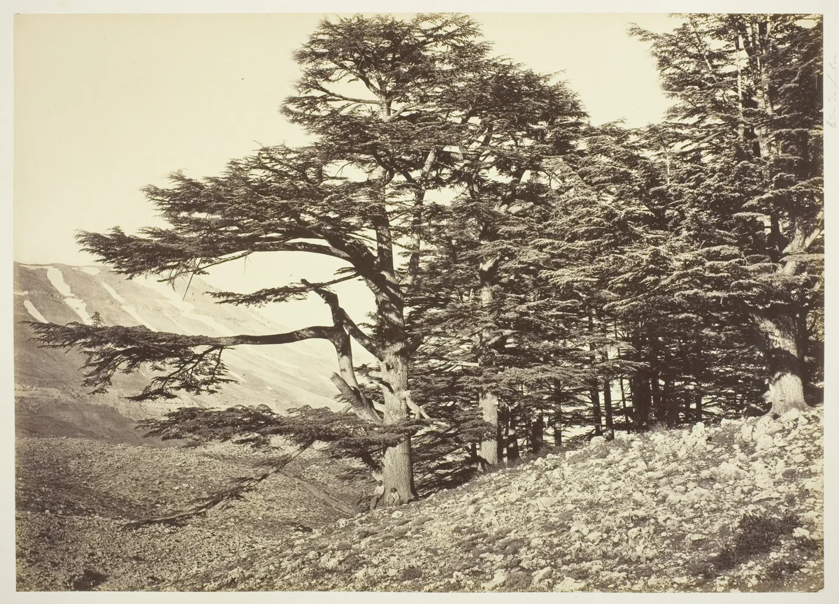 Cedars of Lebanon by Félix Bonfils, photograph, 1865-1875