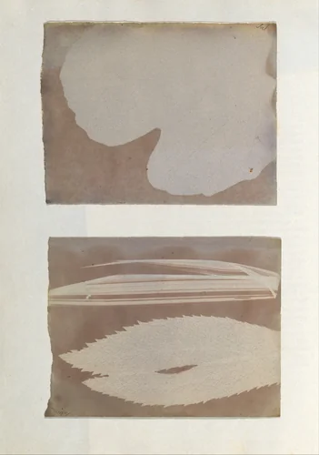 [Photogenic Drawing from Leaf] by Sebastiano Tassinari, photograph, 1839-1840