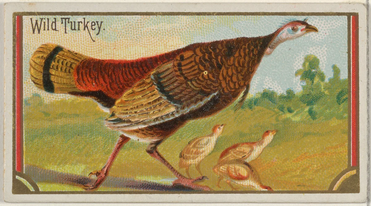 Wild Turkey, from the Game Birds series (N13) for Allen & Ginter Cigarettes Brands by Allen & Ginter, print, 1889