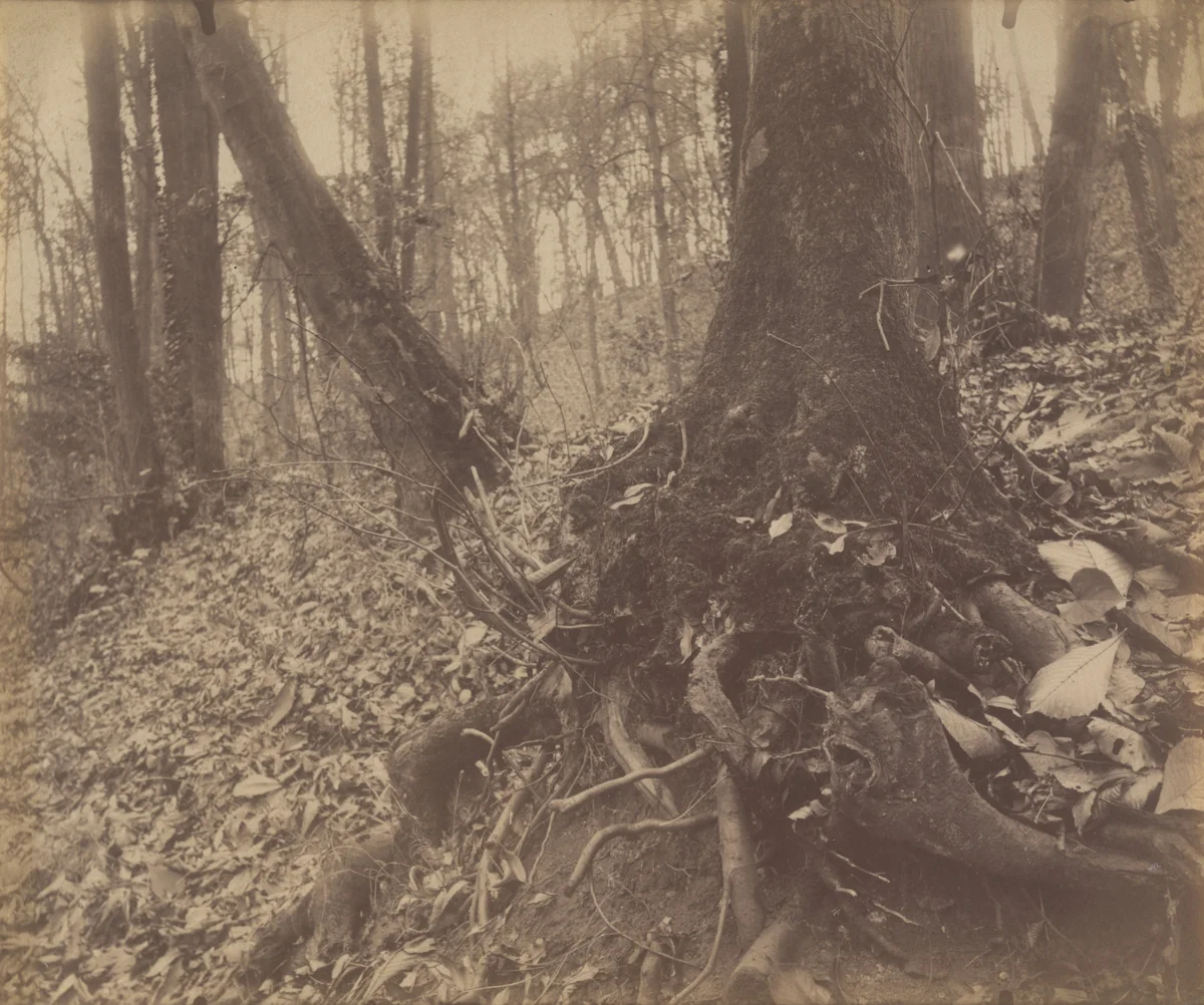 Parc de Saint-Cloud by Eugène Atget, photograph, 1906