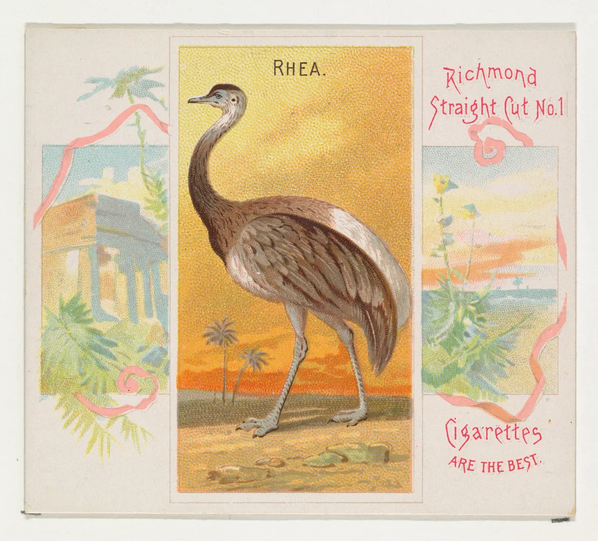 Rhea, from Birds of the Tropics series (N38) for Allen & Ginter Cigarettes by Allen & Ginter, print, 1889