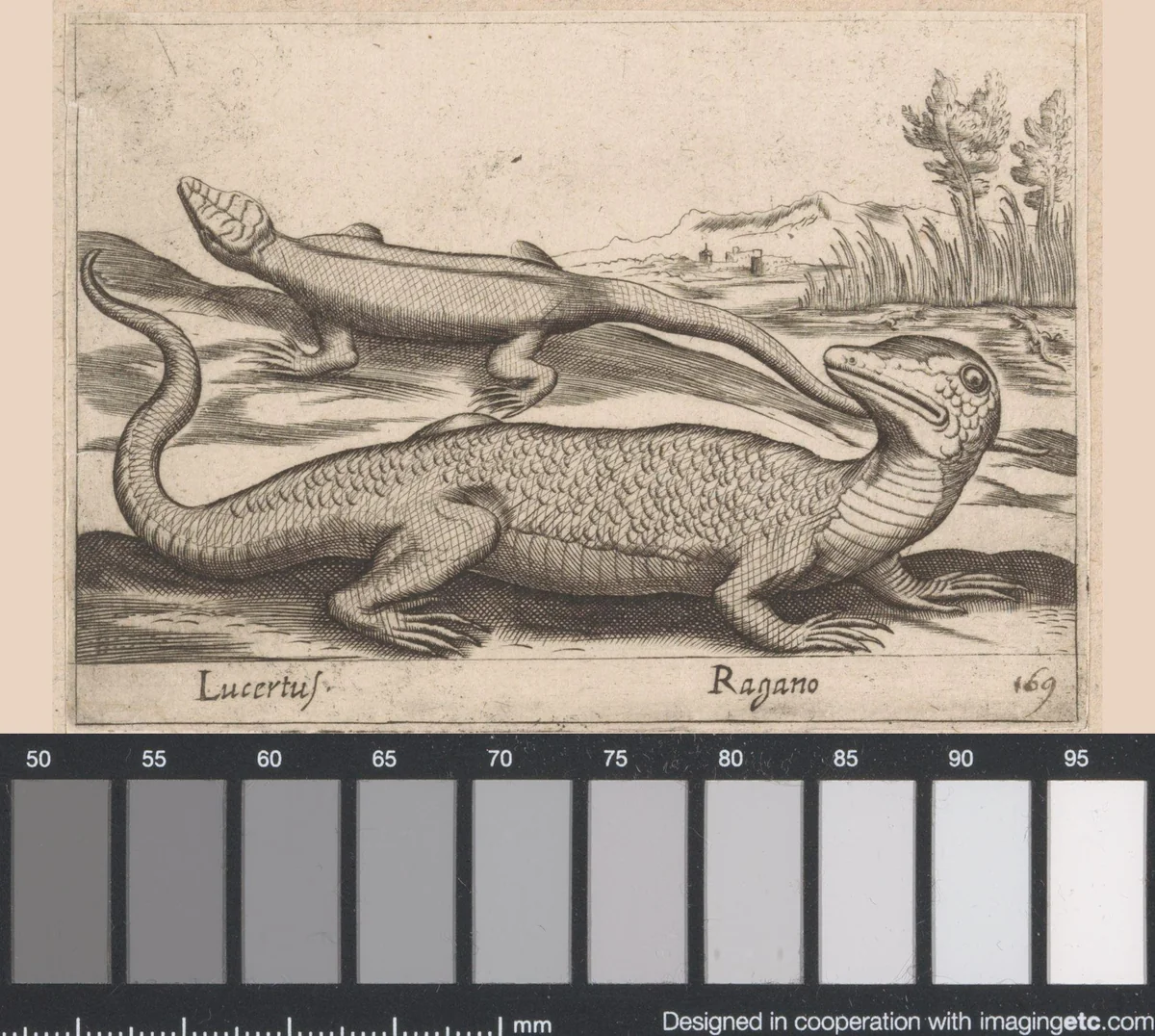 Twee hagedissen by Antonio Tempesta, print, 1565-1630