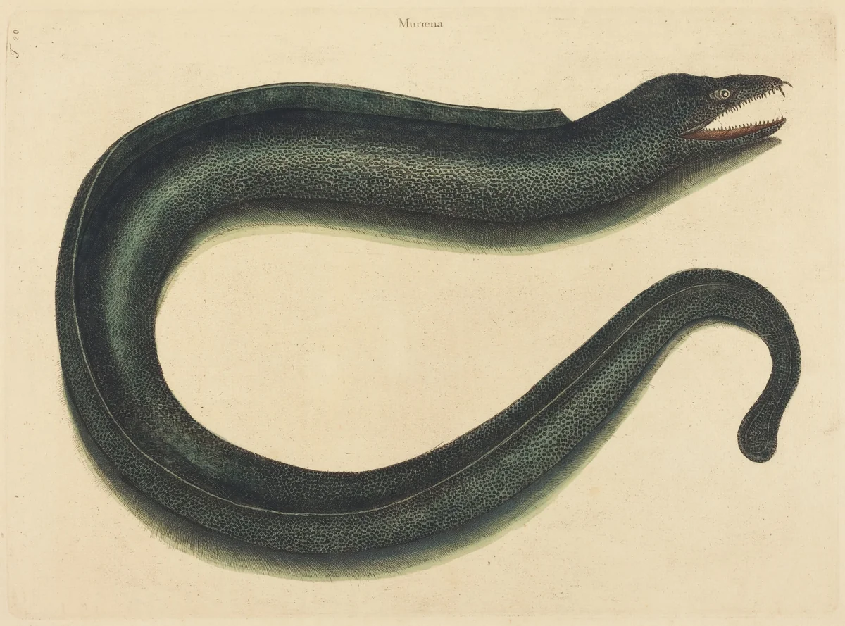 The Muray (Muraena helena) by Mark Catesby, print, 1754