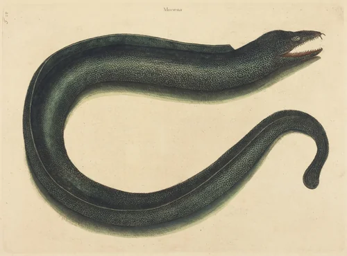 The Muray (Muraena helena) by Mark Catesby, print, 1754