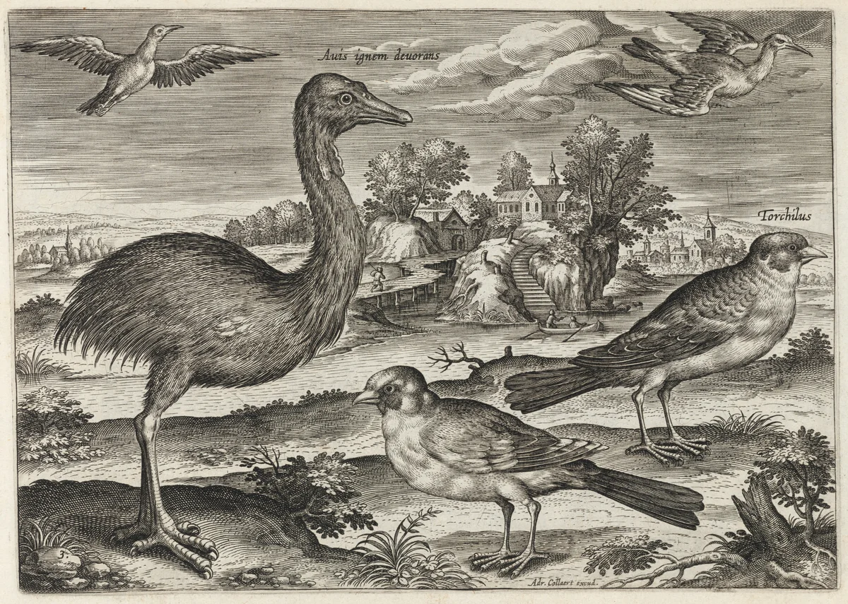 Double-Wattled Cassowary and Finches by Adriaen Collaert, print, 1595-1605