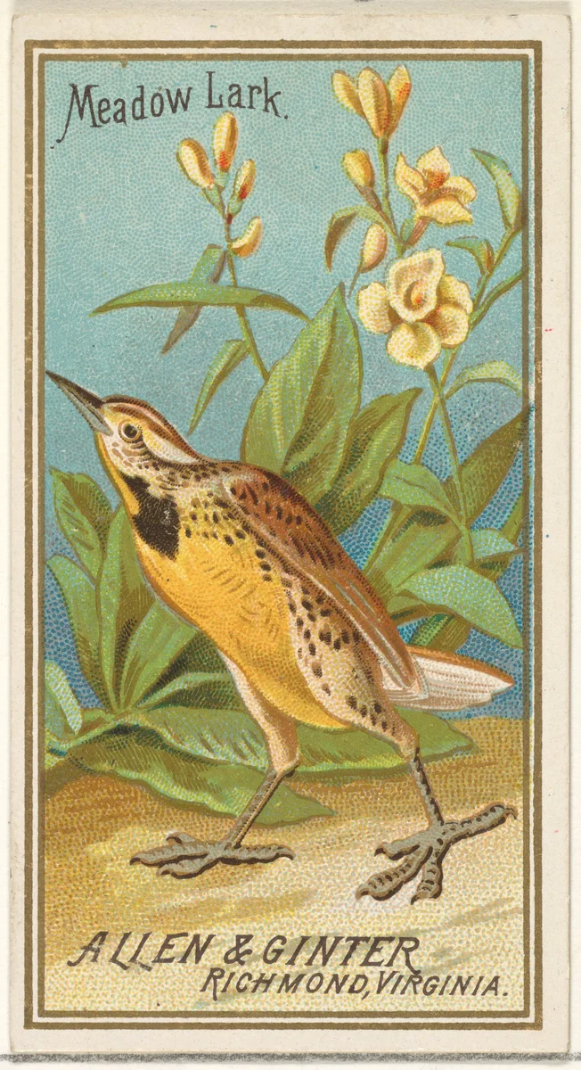 Meadow Lark, from the Birds of America series (N4) for Allen & Ginter Cigarettes Brands by Allen & Ginter, print, 1888