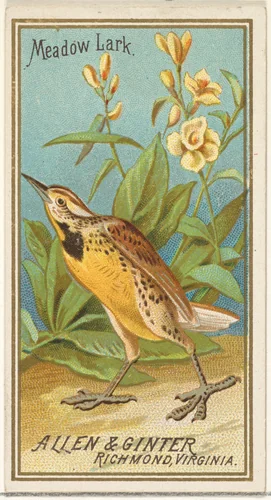 Meadow Lark, from the Birds of America series (N4) for Allen & Ginter Cigarettes Brands by Allen & Ginter, print, 1888
