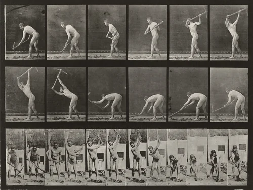Plate Number 385. Farmer, using a pick by Eadweard Muybridge, photograph, 1887