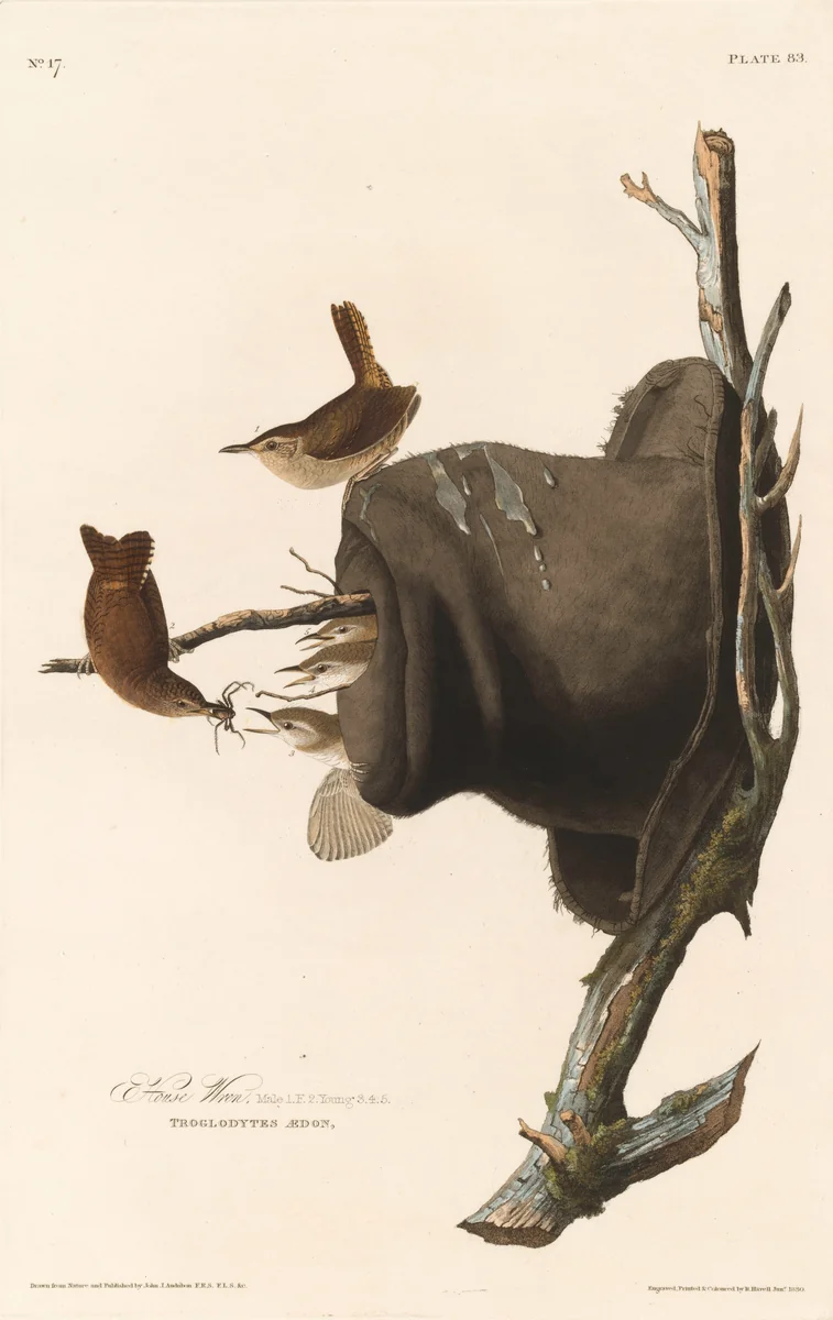 House Wren by Robert Havell, Jr.; John James Audubon, print, 1830