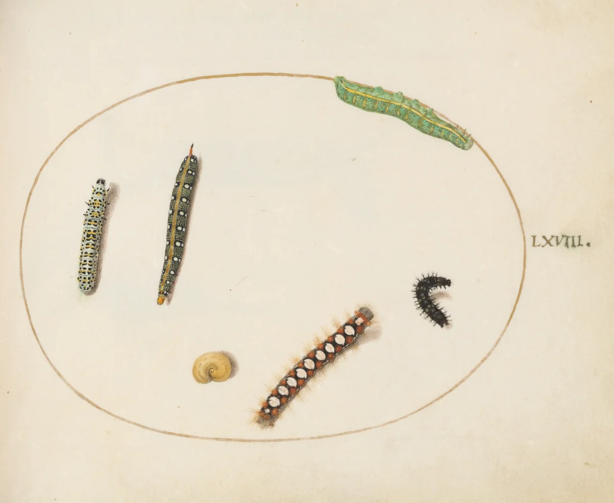 Plate 68: Leafy Spurge Hawkmoth Caterpillar, Mullein Moth Caterpillar, and Other Caterpillars by Joris Hoefnagel, drawing, 1570-1599