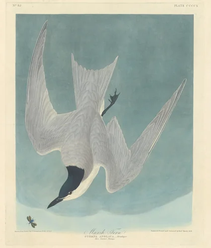 Marsh Tern by Robert Havell, Jr.; John James Audubon, print, 1838