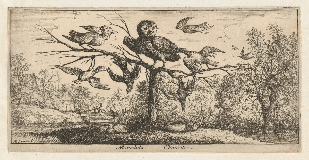 Monedula, Chouëtte (The Owl), from "Livre d'Oyseaux" (Book of Birds) by Albert Flamen, print, 1650-1665