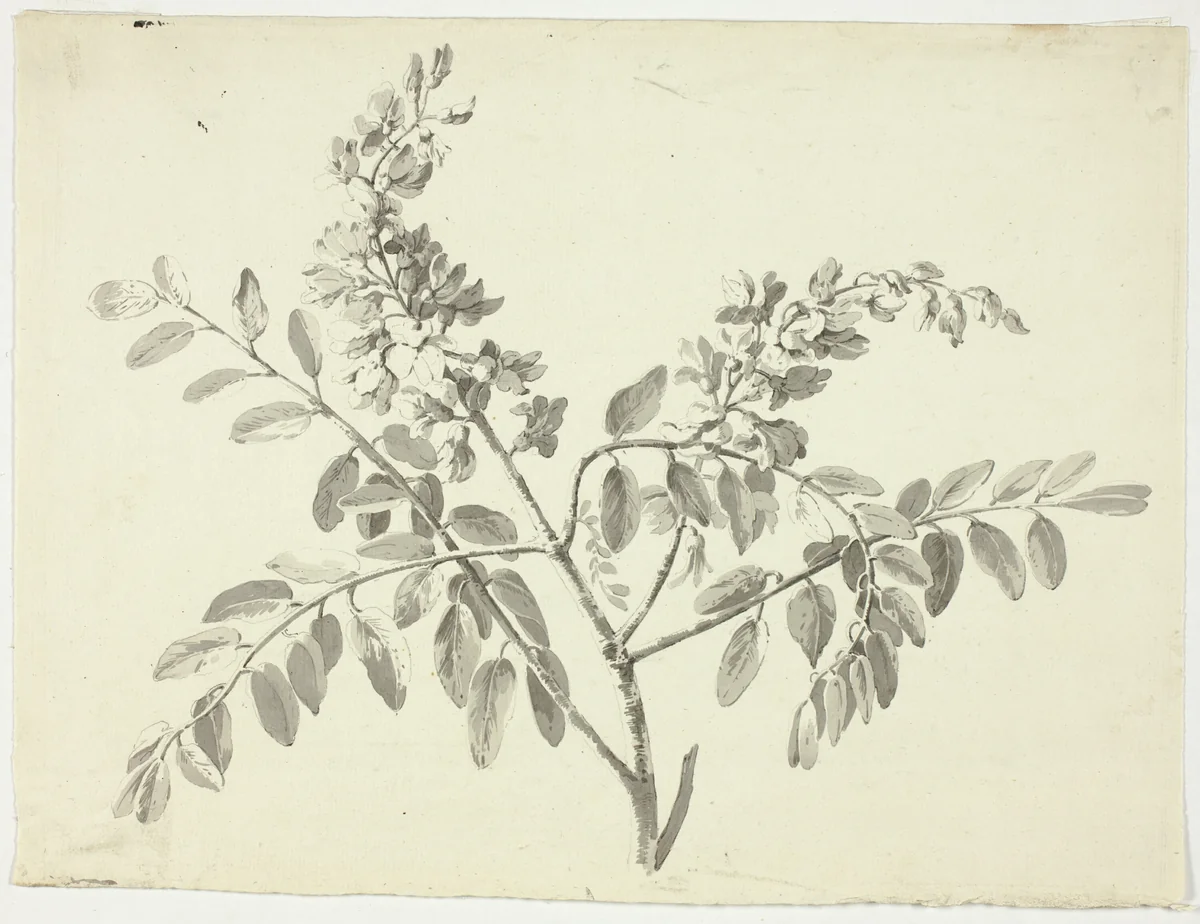 The Flowering Branch by Pierre Antoine Mongin, drawing, 1781-1824