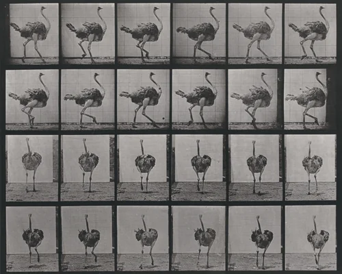 Plate Number 772. Ostrich walking by Eadweard Muybridge, photograph, 1887