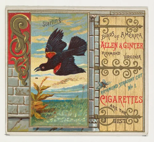 Starling, from the Birds of America series (N37) for Allen & Ginter Cigarettes by Allen & Ginter, print, 1888