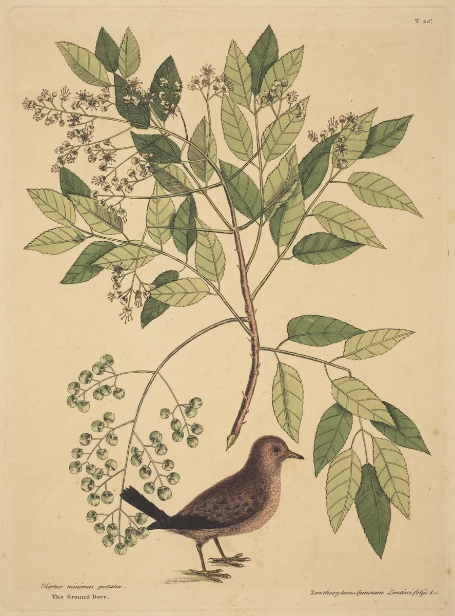 The Ground Dove (Columba passerina) by Mark Catesby, print, 1731-1743