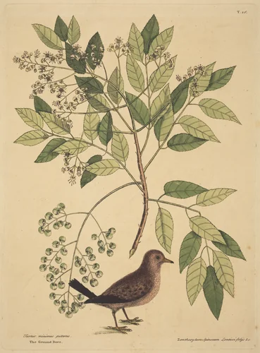 The Ground Dove (Columba passerina) by Mark Catesby, print, 1731-1743