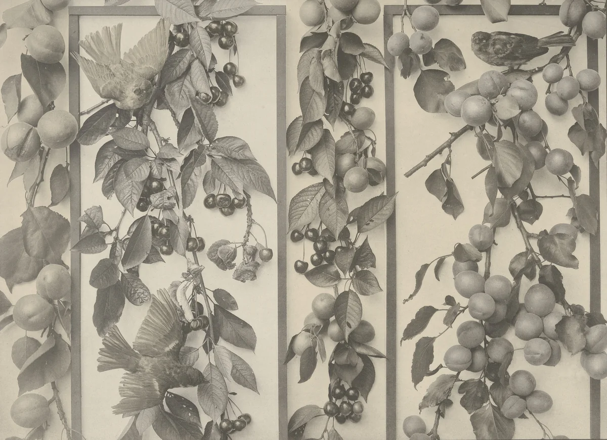 Page from Festons und Dekorative Gruppen by Unidentified Photographer, photograph, 1893