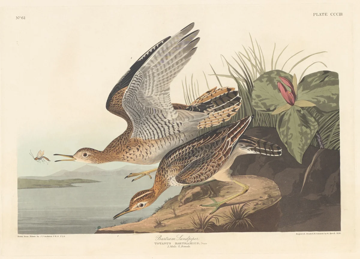 Bartram Sandpiper by Robert Havell, Jr.; John James Audubon, print, 1836