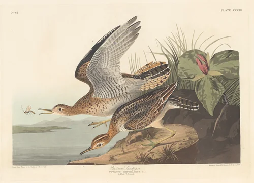 Bartram Sandpiper by Robert Havell, Jr.; John James Audubon, print, 1836