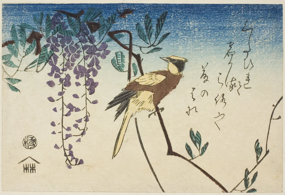Black-naped oriole and wisteria by Utagawa Hiroshige (歌川広重), print